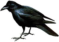 Corvo porta sfiga