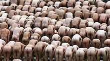 ammasso di pecoroni italioti