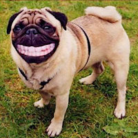 Il celeberrimo cane Mustafà